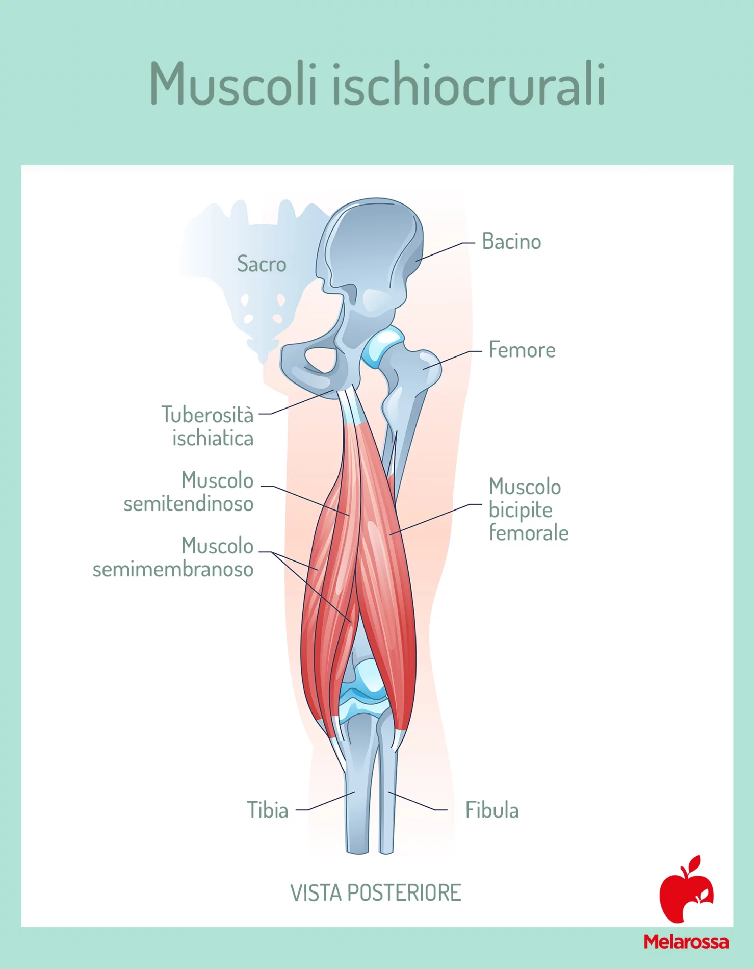 Ischiocrurali: come allenarli e allungarli per gambe forti e flessibili 1 una grafica sui muscoli ischiocrurali
