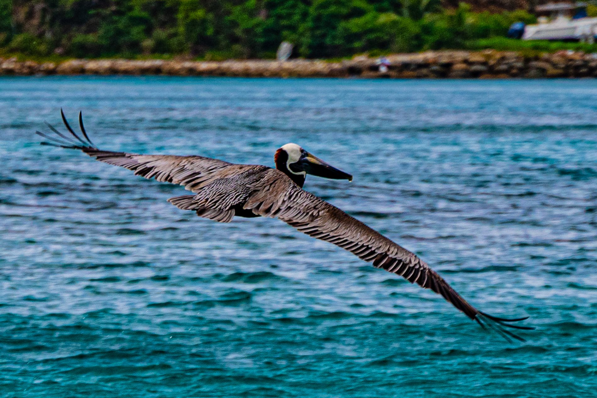 Alla scoperta dell'isola di Tortola e un assaggio della Repubblica Dominicana 1 DSC 6431
