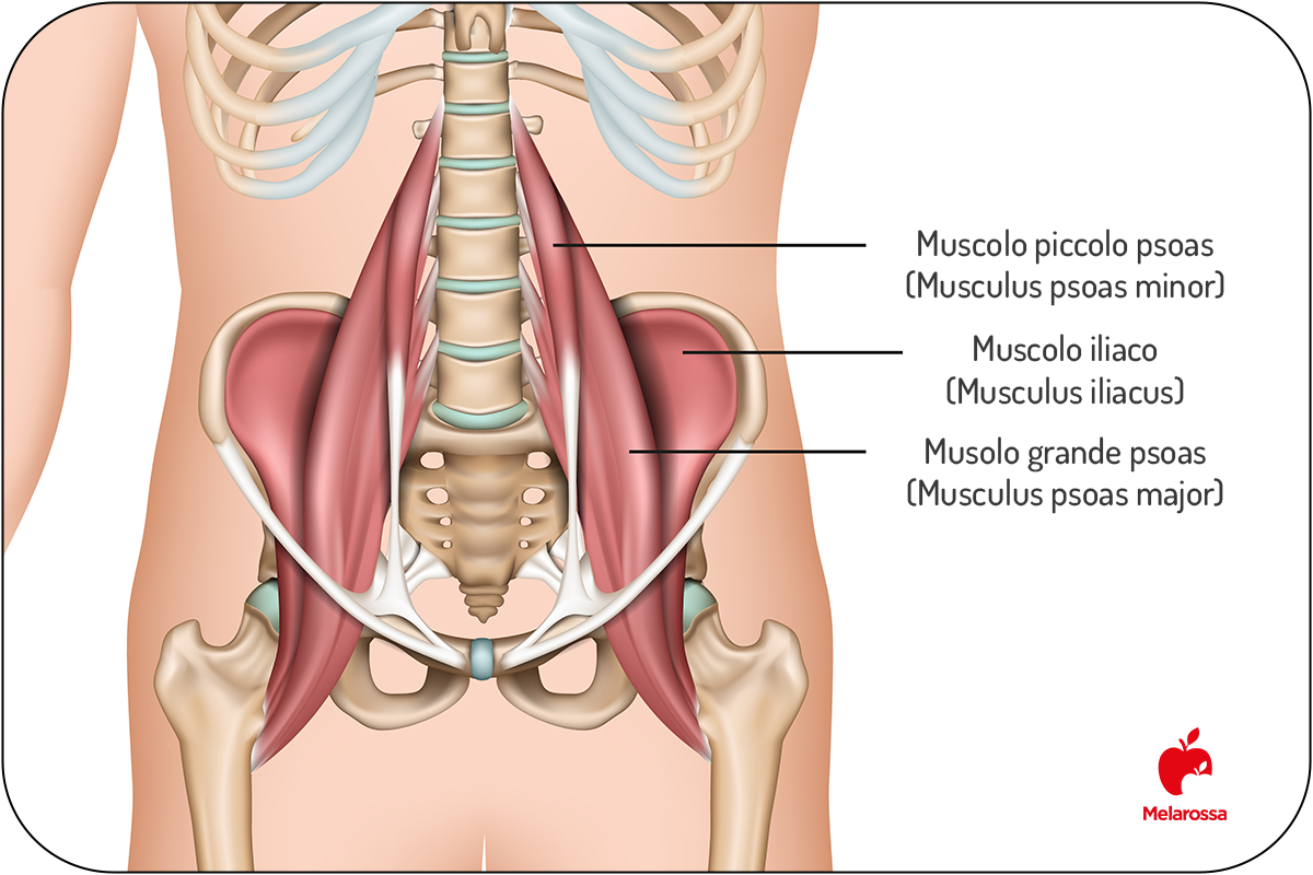 Psoas: che cos'è, funzioni, sintomi di rigidità e come rilassare e allungare il muscolo dell'anima 1 Infografica che descrive l'anatomia del muscolo psoas.