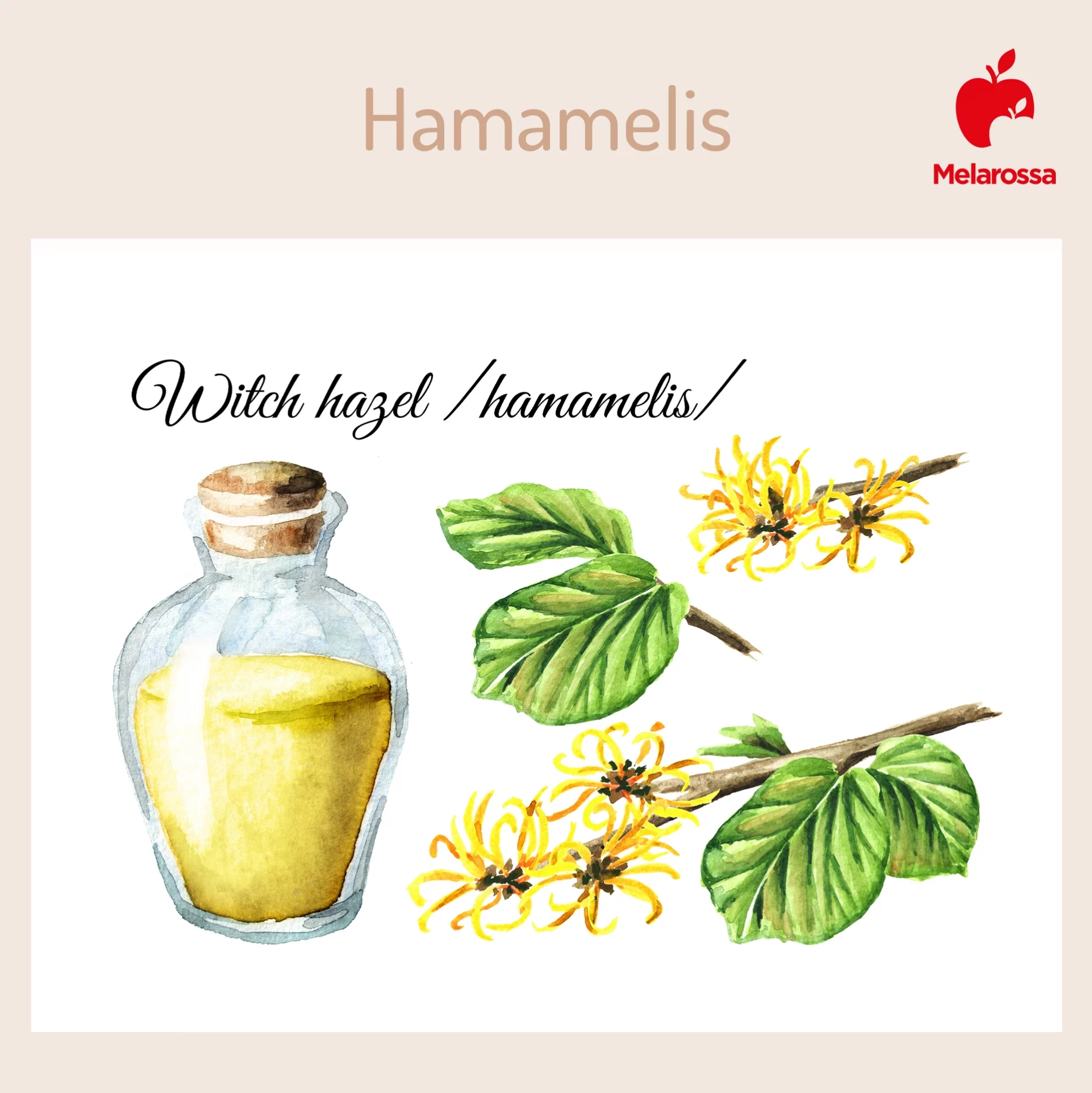 Hamamelis o amamelide: proprietà, benefici, a cosa serve e usi 1 illustrazione con la pianta hamamelis, fiori e foglie con un contenitore con la pianta per fare una tisana. In alto destra logo melarossa