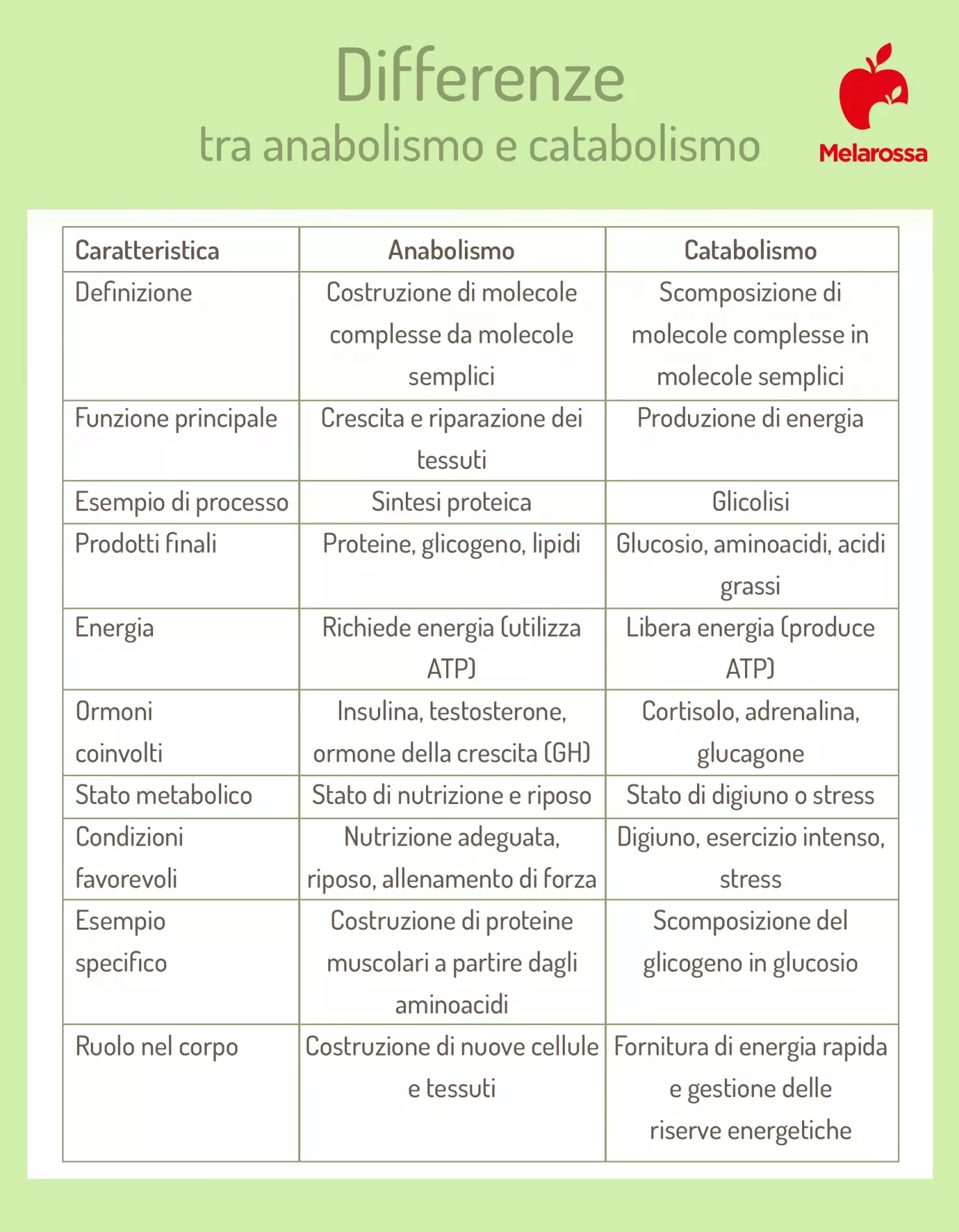Anabolismo: cos'è e come aumentarlo in modo naturale con dieta e allenamento 1 anabolismo differenze catabolismo 1