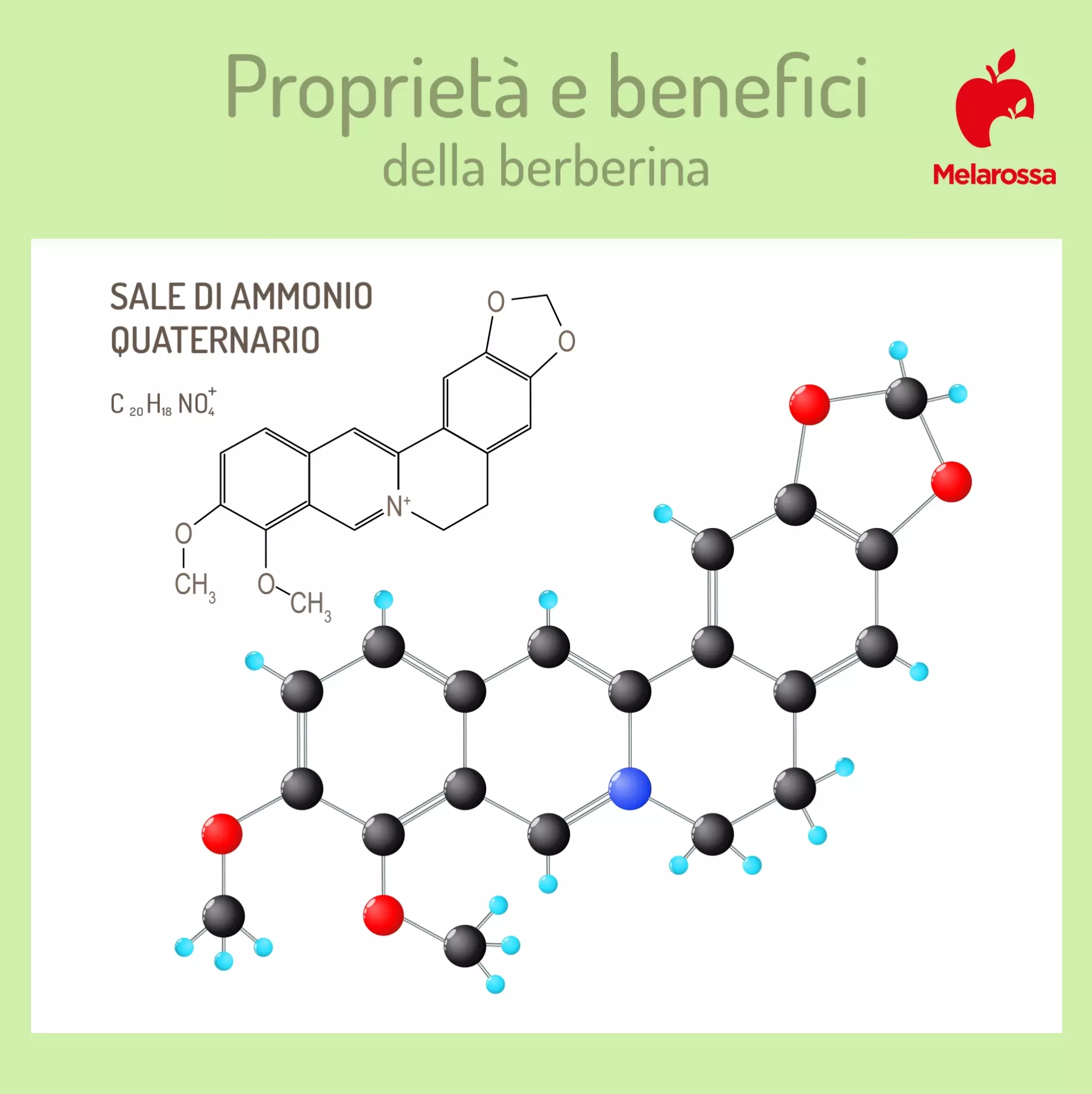 Berberina: cos'è, benefici e come assumerla 6 Grafica su composizione chimica della berberina