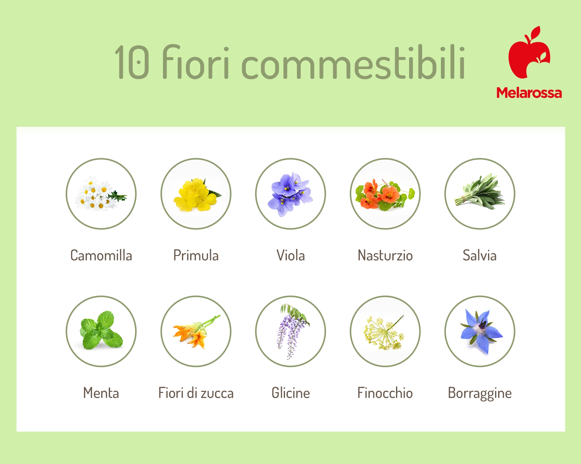 Fiori commestibili: quali sono e come si usano in cucina 1 grafica sui fiori commestibili, i 10 più noti
