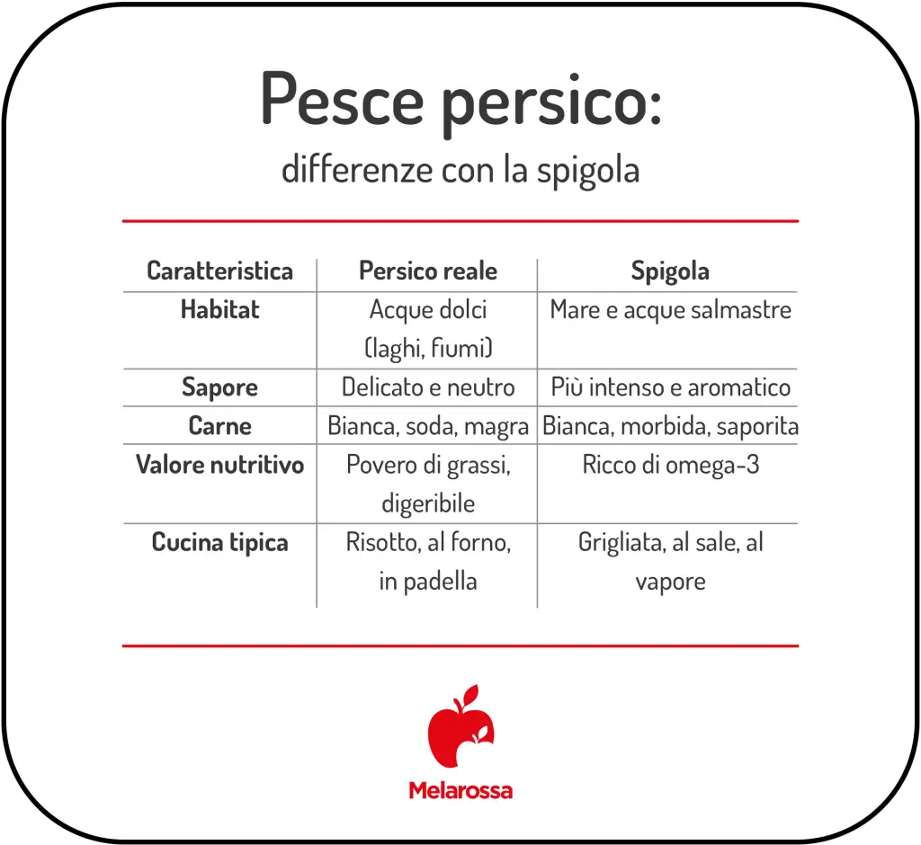 Pesce persico: valori nutrizionali, benefici, ricette e come cucinarlo in modo sano 1 Tabella grafica con le differenze tra il pesce persico e la spigola: tabella con differenze su sapore, valori nutritivi e usi in cucina