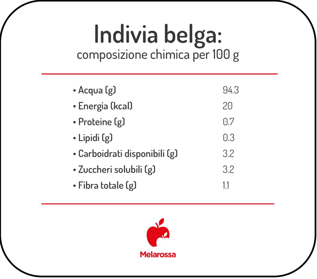 Indivia belga: benefici, proprietà, calorie e come cucinarla (ricette veloci) 1 grafica sui valori nutrizionali dell'indivia belga
