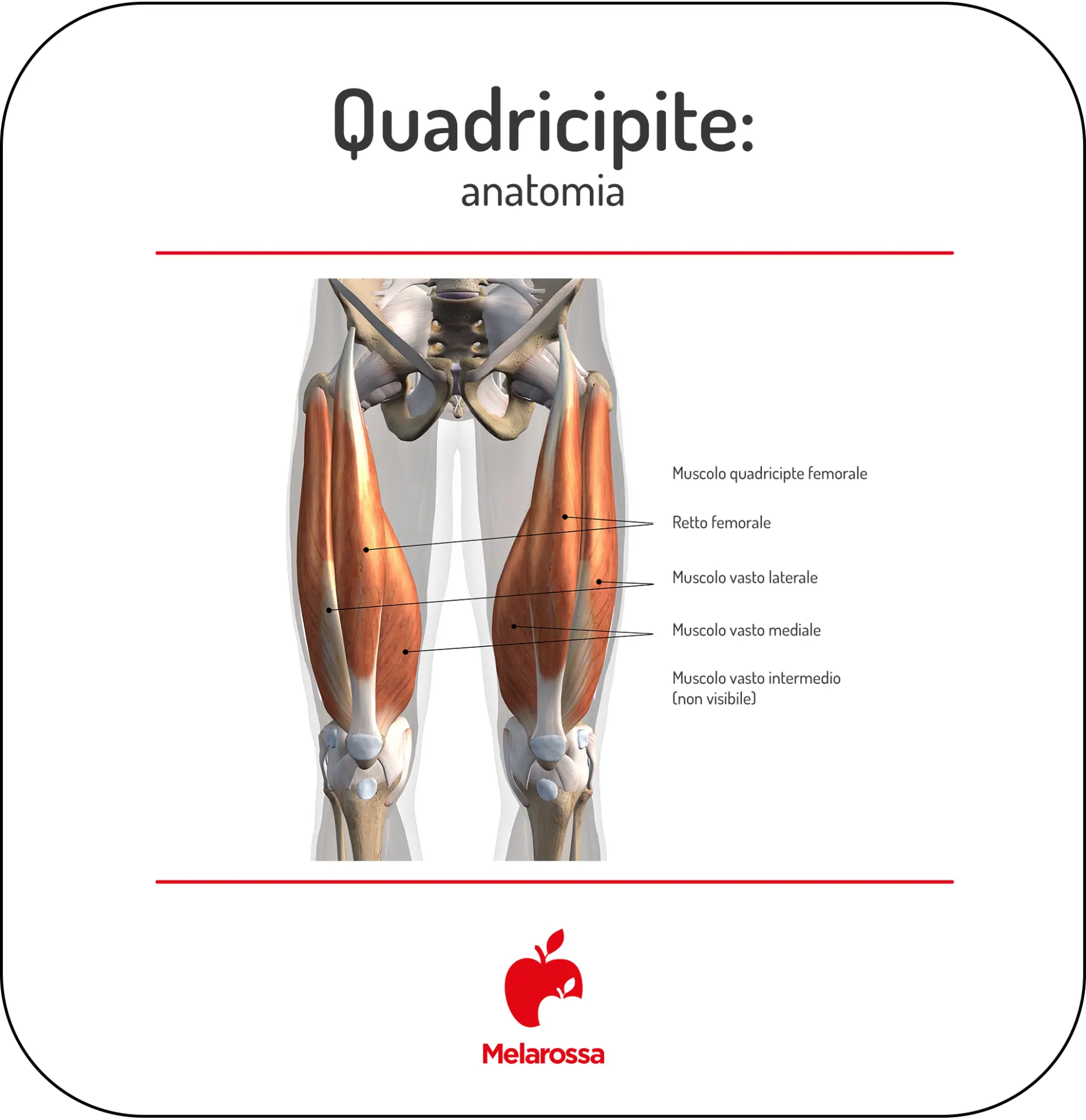 Quadricipite: anatomia, funzioni e esercizi efficaci 1 Grafica dell'anatomia del quadricipite con tutti nomi dei muscoli anteriori della coscia